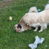 ooohh nee he niet kietelen hoor