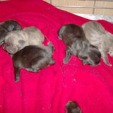 het 5 tal 2 reuen en 3 teven