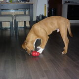 Foto van Daisy