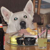 Biertje... party-animal ??