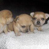 mijn toekomstig chihuahua 'tje!!!