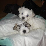 Onze nieuwe aanwinst, Dazzle. Helaas hebben we onze jack russell Pepper…