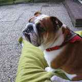 amber een week na de ingreep even lekker buiten zitten