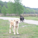 Wandeling 09-05; Jammer dat hij wat bewogen is
