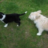 Jethro en Aïcha