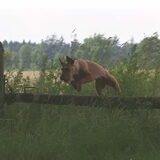 Foto 5 Hoezo gehandicapt (op deze foto was Ghibli bijna 10 jaar oud)