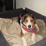 Bailey