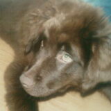 Mijn newfy Aaron