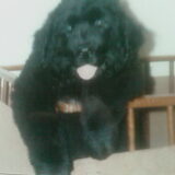 Newfy Bowie 8 weken oud