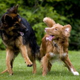 Yori's grote liefde Sky, een oud duitse herder van 10 maanden…