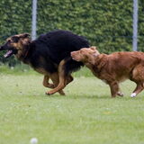 tikkertje spelen www.infoleo.nl