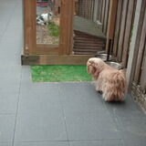 Foto van liesbeth,Turbo,Luna, Levi en Faith