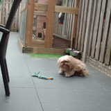 Foto van liesbeth,Turbo,Luna, Levi en Faith