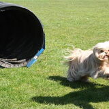 Foto van liesbeth,Turbo,Luna, Levi en Faith