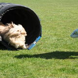 Foto van liesbeth,Turbo,Luna, Levi en Faith