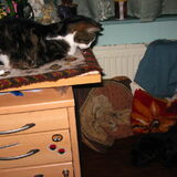 Poes moest even van een afstandje bekijken wat daar nu weer in huis…