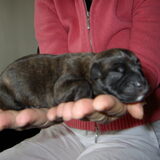 Dit is branco onze nieuwe pup geboren op 09-05-2010.