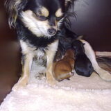Beau en haar pups Boy en Fenna
