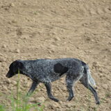 Sam weeral eens op de loop.