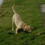 8 maanden
