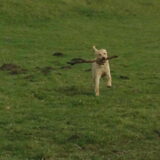 8 maanden