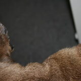 foto's van de oorranden