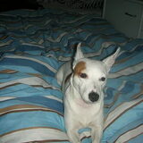 lila op bed