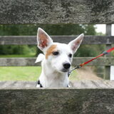 lila op de brug