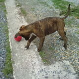 wat doet die bal nu