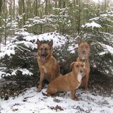 Hondjes in de sneeuw