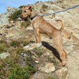 Sjimmie in Oostenrijk, zomer 2009