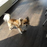 junior