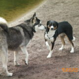 King maakt kennis met..... Senna?