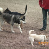 King en Benji op het strandje van de Groene Ster