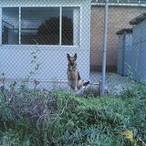 Hier is Achilles hard aan het werk als 'waakhond' bij mijn vriend op…