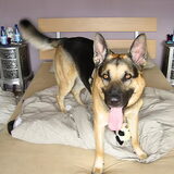 Hier was Achilles in een opstandige bui (zie zijn ondeugende kop... :)…