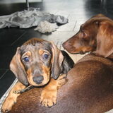 saartje samen met lotje