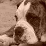 Foto van ••**Monica*budha* en fee**••