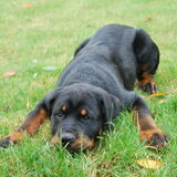 Foto van Rebecca en Diesel