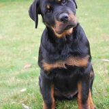 Foto van Rebecca en Diesel