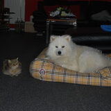 Polar en Nemo (één van de katten)