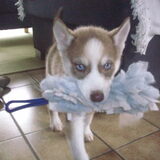 Kleine Lex