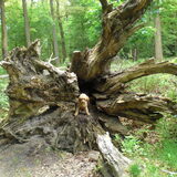 prachtige boomstam he midden in het bos