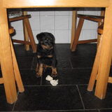 Foto van Hannie met Beer en Chelsea