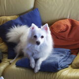 Ons keesje Kimmeke. Helaas overleden in 2005.