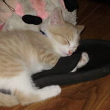 Disney knuffelt baasjes slipper.