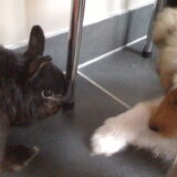 Ridja & Cooper