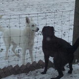 Diesel en vriendin nora.