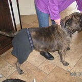 hier is hesta loops dus.....een boxershorts aan ;)