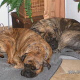 Foto van wilma